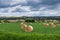 Hay bales under dramatic sky