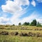 Hay cleaning. Kenozersky National Park. Russia.