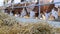 Hay and cows that eating in the barn, change the focal length