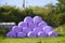 Hay crop bales rolled in purple bags by farmer on farm for harvesting