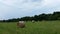 Hay field in Kentucky