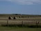 Hay field in North Dakota with hay bales