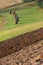 Hay and furrows on the acre