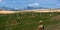 Hay Harvest