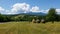 Hay harvest in the Maramures Landscape of Romania