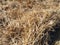 Hay in the harvested wheat field, wheat straw and straw in the field, straw in the field