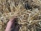 Hay in the harvested wheat field, wheat straw and straw in the field, straw in the field