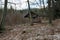 Hay rack to feed animals in forest