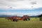 Hay rake attached to a red tractor works on a farm making hay