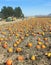 A Hay Ride Heads Out to a Pumpkin Patch