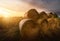 Hay roll bales on countryside fields