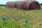 Hay rolls in blooming lupins and an indian brush.Texas, season bluebonnet