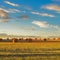 Hay rolls and harvested field at sunset. Tuscany