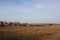 Hay rolls harvesting in the field agricultural work