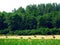 Hay rolls on a rural farm land with lush green forest background and bright green corn field in the foreground