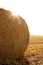 Hay round bale of dried wheat cereal