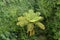 Hay-scented fern Dennstaedtia punctilobula on Madeira Island