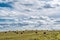 Hay stack bale on farm wheat field after harvest, natural farmland landscape and agriculture in Belarus. Daytime rural countryside