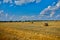 Hay, stacks bales with wheat, field after harvest with hay rolls Agriculture