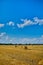 Hay, stacks bales with wheat, field after harvest with hay rolls Agriculture