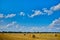 Hay, stacks bales with wheat, field after harvest with hay rolls Agriculture