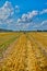 Hay, stacks bales with wheat, field after harvest with hay rolls Agriculture