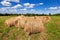 Hay and straw bales on farmland under blue sky