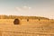 Hay and straw mown in the field and baled at sunset, rustic