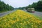 Hay truck driving on yellow flower lined state highway in rural Virginia