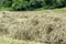 Hay windrow close up