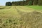 Hay windrows in the field