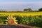 Haybale in Front of Sunflower Field