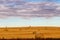 Haybales in fall fields. Wheatland County, Alberta, Canada