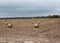 Haybales in a field