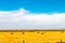 Haybales in a wheat field. Lethbridge County, Alberta, Canada