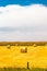 Haybales in a wheat field. Lethbridge County, Alberta, Canada