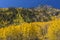 Hayden Mountain Golden Aspens