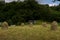 Haye bales on a meadow