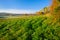 Hayfield and Barn