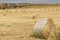 Hayfield, Hay bales drying in the field