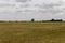 Hayfield. Meadow in the early autumn. Dry plants around. Green trees far away. Dark heaven with white clouuds above