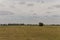 Hayfield. Meadow in the early autumn. Dry plants around. Green trees far away. Dark heaven with white clouuds above