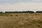 Hayfield. Meadow in the early autumn. Dry plants around. Green trees far away. Dark heaven with white clouuds above