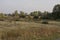 Hayfield. Meadow in the early autumn. Dry plants around. Green trees far away. Dark heaven with white clouuds above