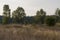 Hayfield. Meadow in the early autumn. Dry plants around. Green trees far away. Dark heaven with white clouuds above