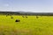 Hayfield. There are many stacks around. Meadow in the hot summer. Plants around. Green forest and mountains far away. Blue heaven