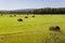 Hayfield. There are many stacks around. Meadow in the hot summer. Plants around. Green forest and mountains far away. Blue heaven