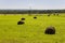 Hayfield. There are many stacks around. Meadow in the hot summer. Plants around. Green forest and mountains far away. Blue heaven