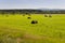 Hayfield. There are many stacks around. Meadow in the hot summer. Plants around. Green forest and mountains far away. Blue heaven