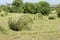 Haying in the countryside. Large round reels of hay stand on a field of cut grass